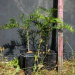 Sadika Japonska toreja ali Kaya, Torreya nucifera