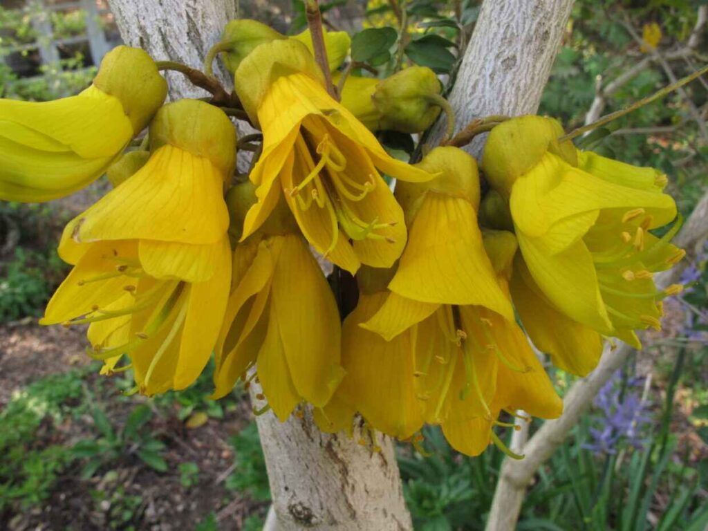 sophora